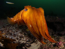 Giant Cuttle, Kurnell by Doug Anderson 